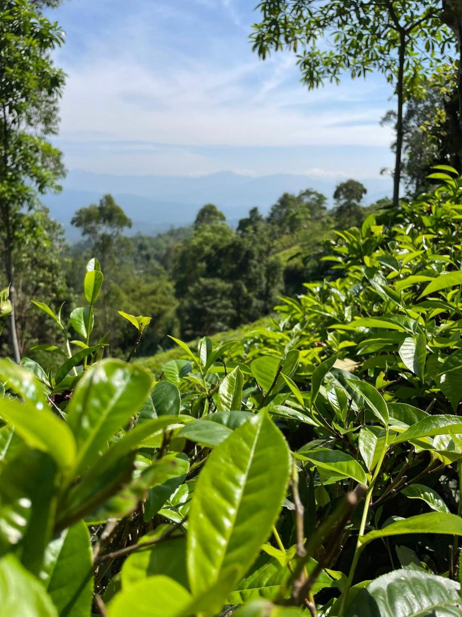 Bellwood Hills Resort & Spa Kandy Bagian luar foto