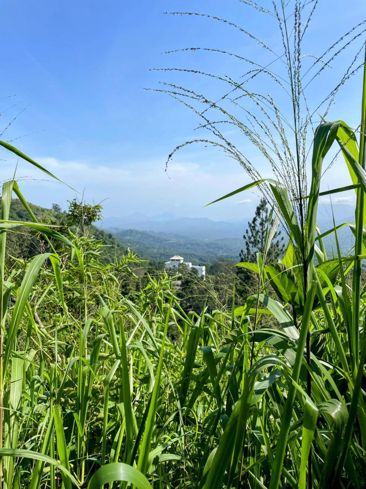Bellwood Hills Resort & Spa Kandy Bagian luar foto